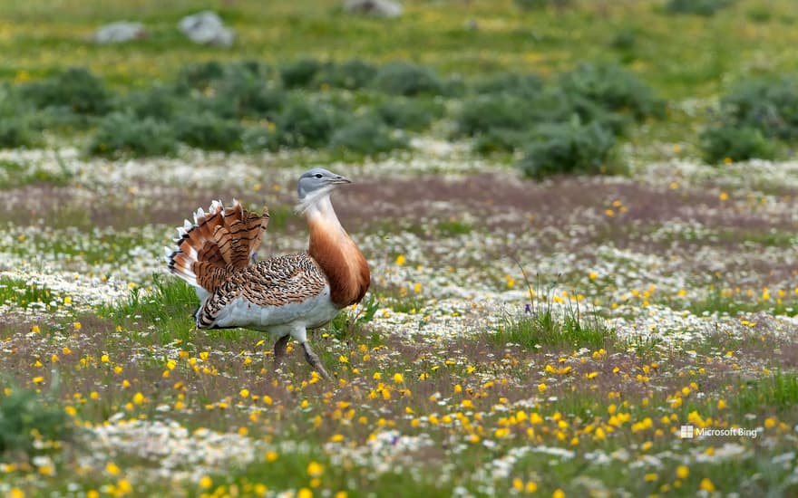 Great bustard walking through the meadow, Extremadura, Spain