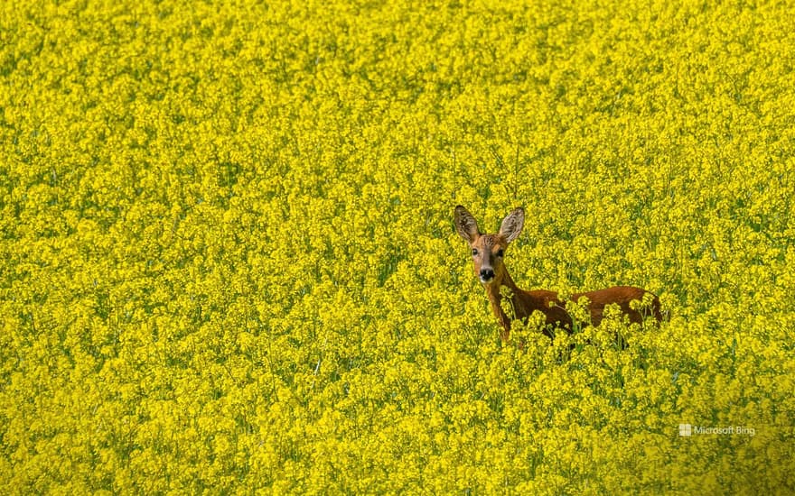 A doe in a rapeseed field, Serre-Ponçon lake, Chorges, Hautes-Alpes, France