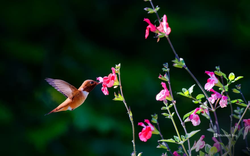 Rufous hummingbird, Salt Spring Island, British Columbia, Canada