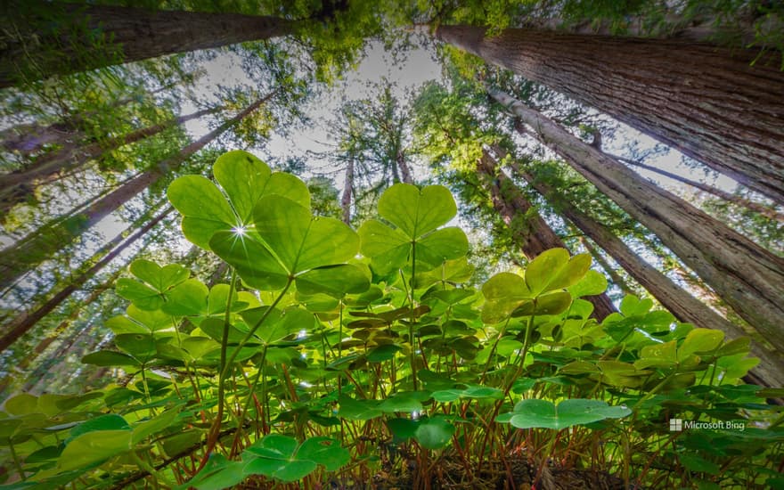 Prairie Creek Redwoods State Park, California, USA