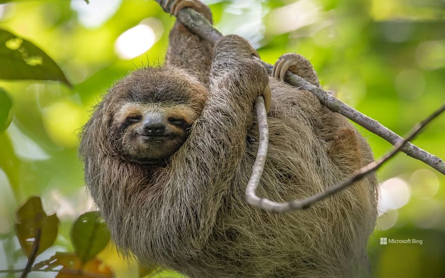 Three-toed sloth in Costa Rica