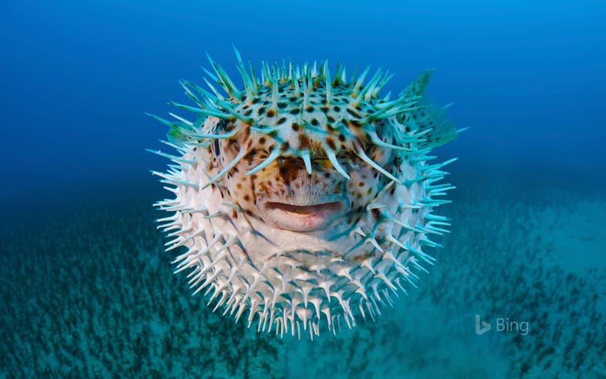 Spot-fin porcupinefish near Hawaii