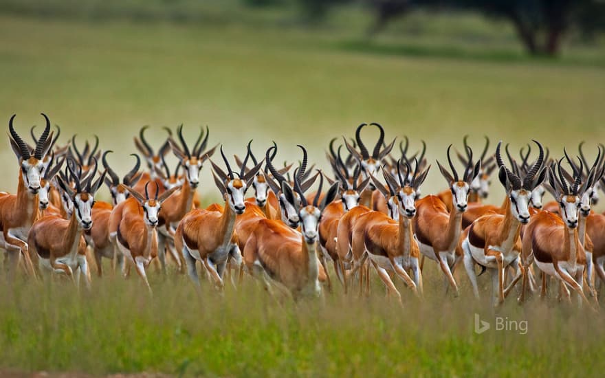 A herd of male springboks in the Kalahari region of South Africa