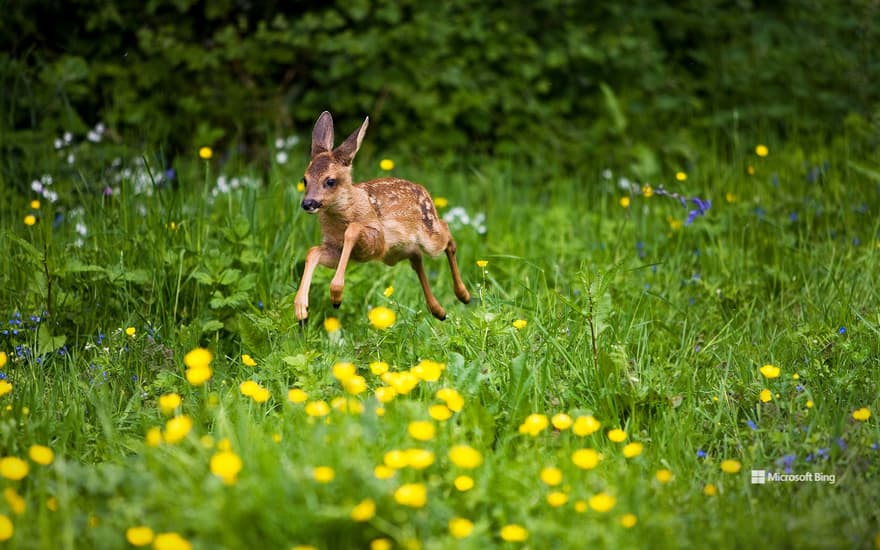 Roe deer fawn, Normandy