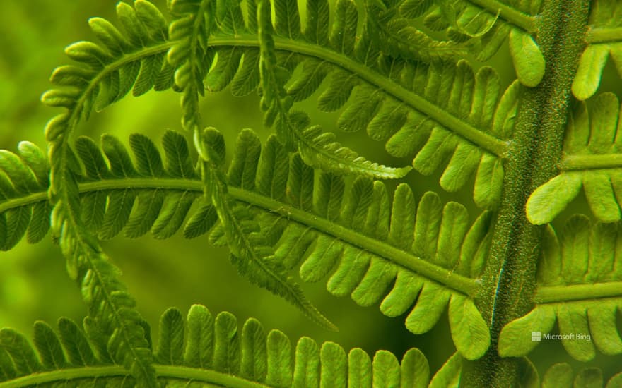 Ostrich fern in Washington state, USA