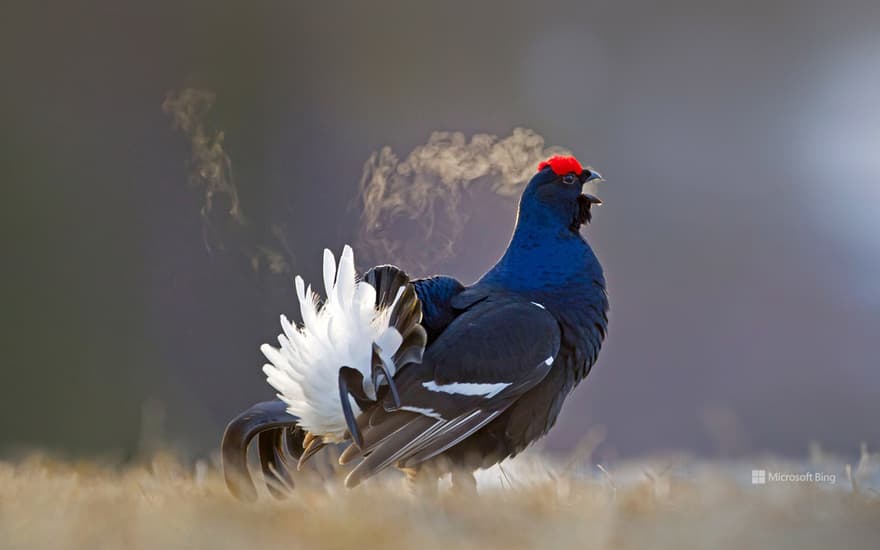 Black grouse male, Kuusamo, Finland