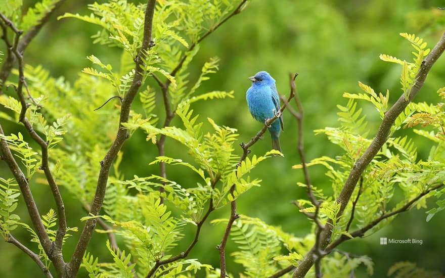 An indigo bunting perched on a branch, Texas, USA