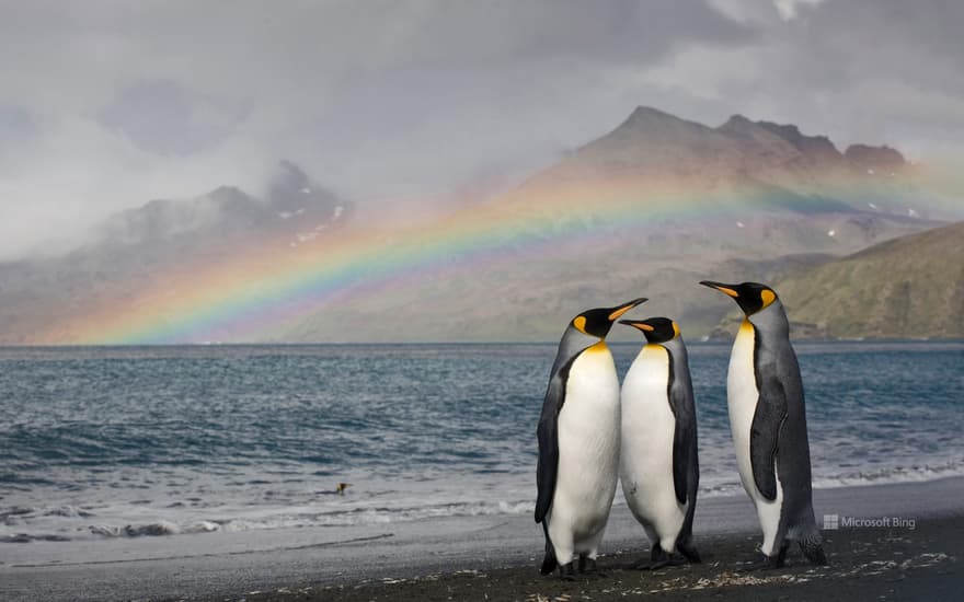 King penguins, St. Andrew's Bay, South Georgia