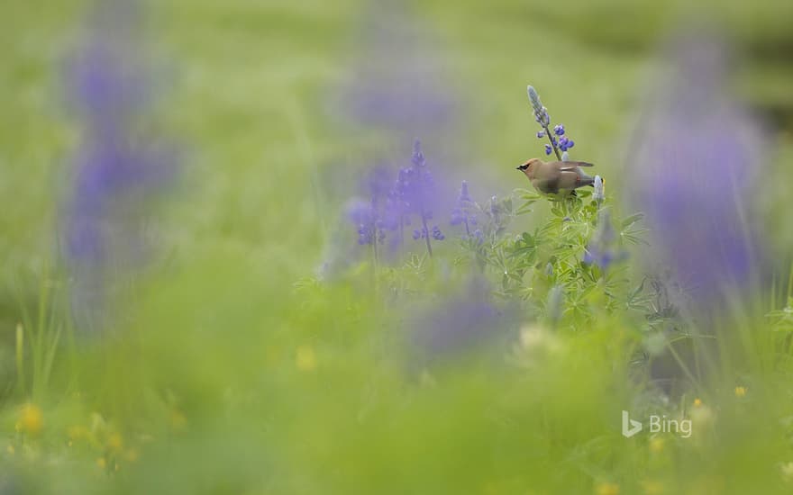 Adult Cedar Waxwing (Bombycilla cedrorum) perched on a flowering Nootka Lupin (Lupinus nootkatensis), Great Bear Rainforest, B.C.