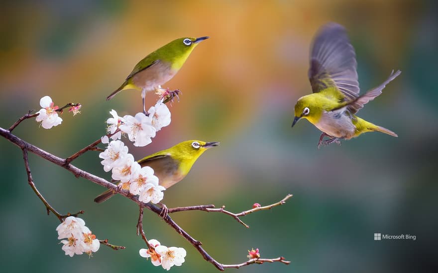 Silvereyes on a cherry blossom branch, South Korea