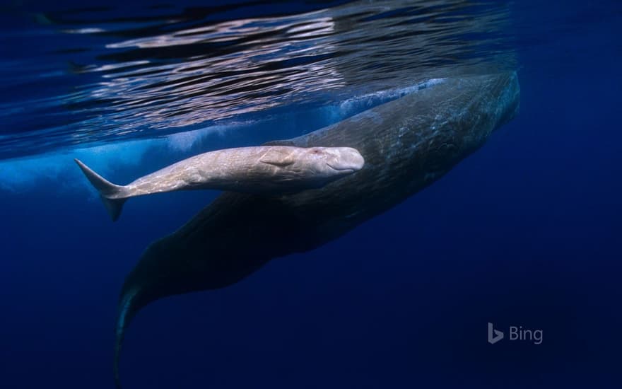 Sperm whale mother and albino baby swimming off the coast of Portugal