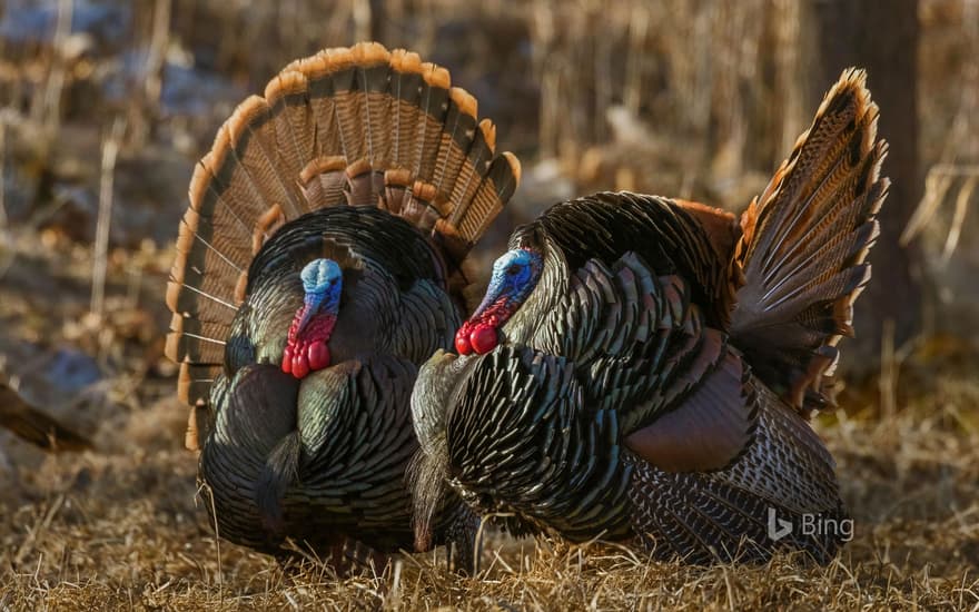 Eastern wild turkeys strutting in Wisconsin