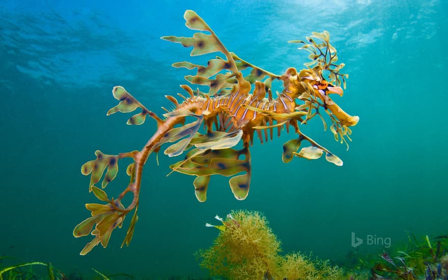 A leafy seadragon in the waters off Wool Bay, Australia