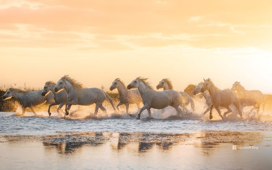 Camargue horses, Aigues-Mortes, Occitanie