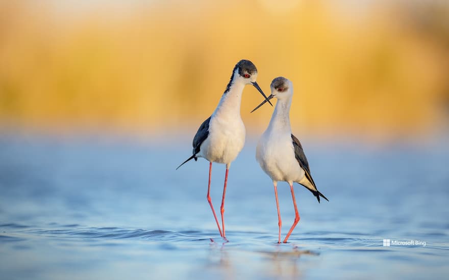 Black-winged stilts, France